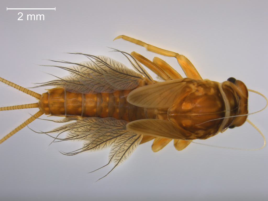 Leptophlebia marginata